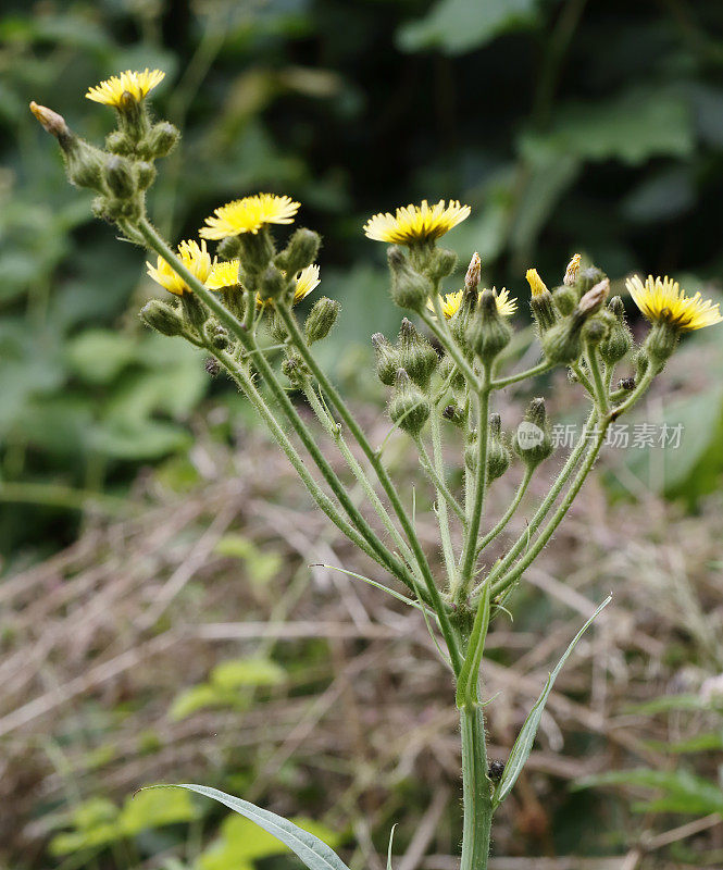 沼泽蓟(Sonchus palustris)